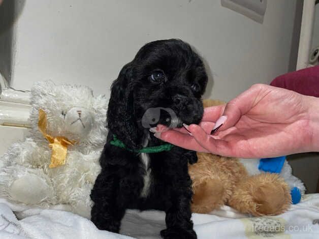 Cocker Spaniel Puppies for sale