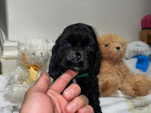 Beautiful American Cocker Spaniels Puppies for sale in Tring, Hertfordshire - Image 5