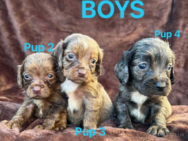 Beautiful and rare colour cocker spaniel puppy's looking for their forever homes! for sale in Bridport, Dorset