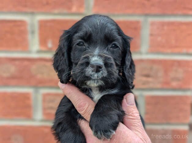 Beautiful black Cocker spaniel Pups for sale in Worksop, Nottinghamshire - Image 1