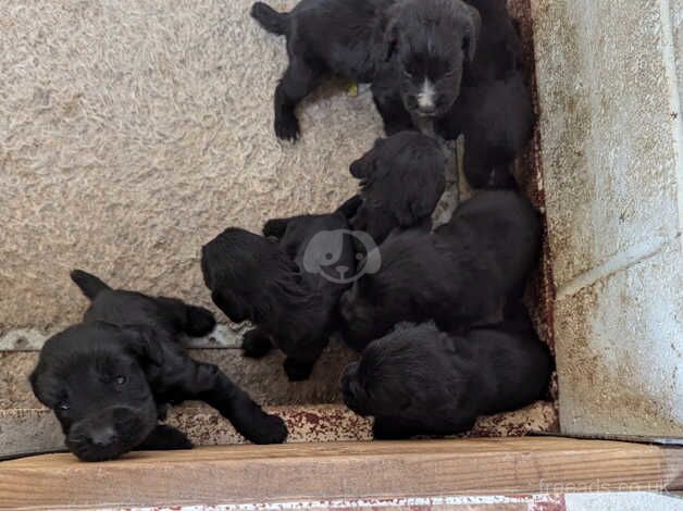 Beautiful black Cocker spaniel Pups for sale in Worksop, Nottinghamshire - Image 3