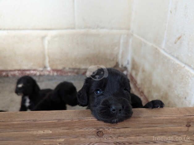 Beautiful black Cocker spaniel Pups for sale in Worksop, Nottinghamshire - Image 4