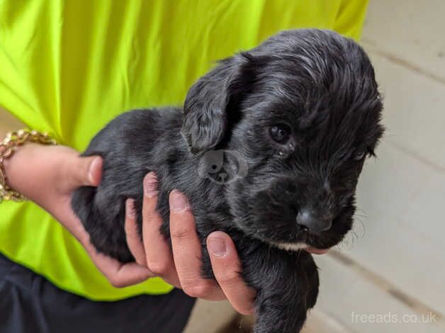 Beautiful black Cocker spaniel Pups for sale in Worksop, Nottinghamshire - Image 5