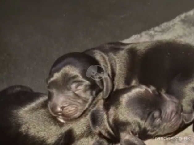 Beautiful Black cockerspaniel puppies for sale in Leeds, West Yorkshire