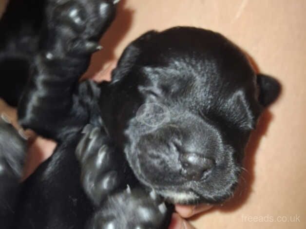 Cocker Spaniel Puppies for sale in West Yorkshire