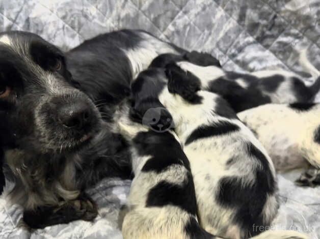 Beautiful blue roan cocker spaniel females for sale in Wisbech, Cambridgeshire