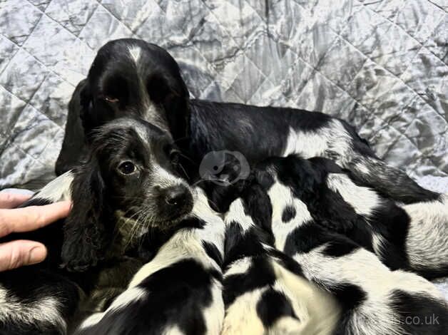 Beautiful blue roan cocker spaniel females for sale in Wisbech, Cambridgeshire - Image 2