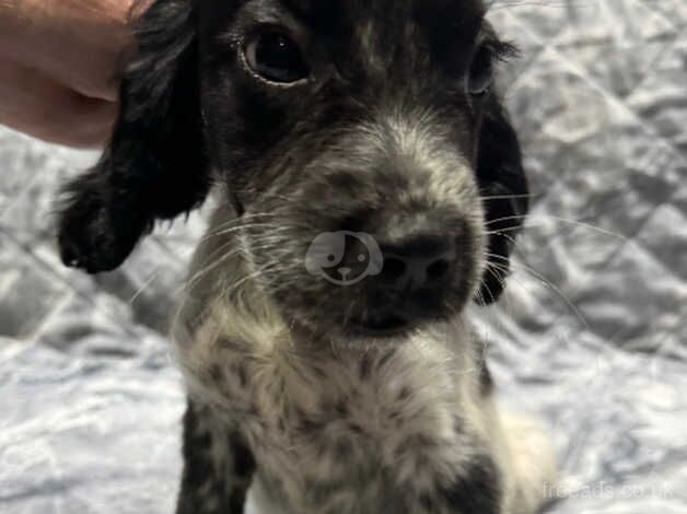 Beautiful blue roan cocker spaniel females for sale in Wisbech, Cambridgeshire - Image 5