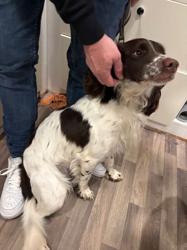 Beautiful boy cocker spaniel 18months old for sale in Dorchester, Dorset