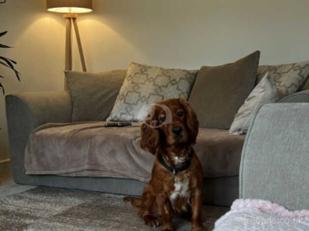 Beautiful boy for rehome for sale in Stratford, Newham, Greater London - Image 3