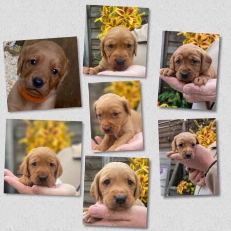 Beautiful Cockadors For Sale ( Lab/Spaniel) for sale in Scarborough, North Yorkshire