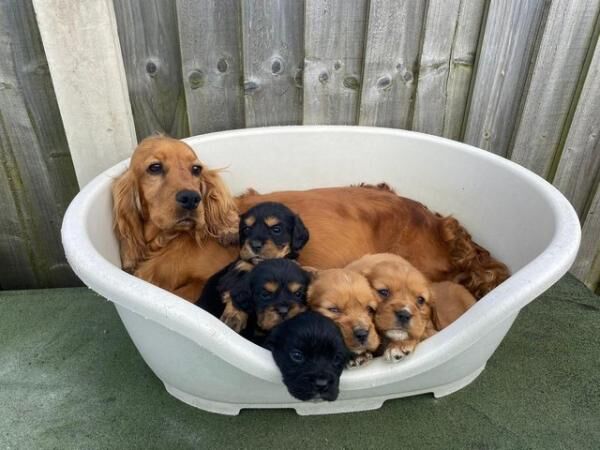 Beautiful cockalier puppy'sfor sale in Alfreton, Derbyshire - Image 1