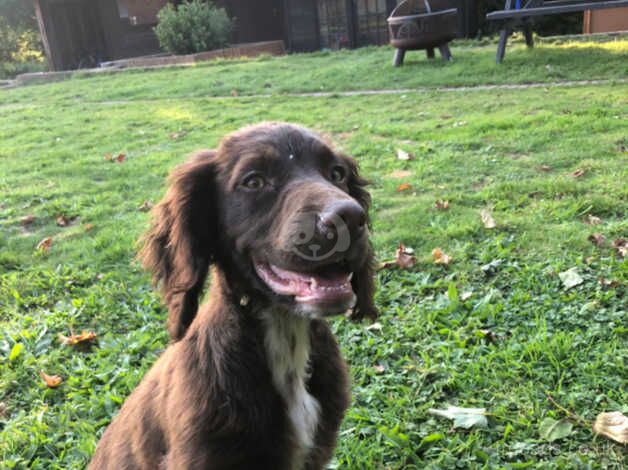 Beautiful cocker boy for sale in Monkton Up Wimborne, Dorset