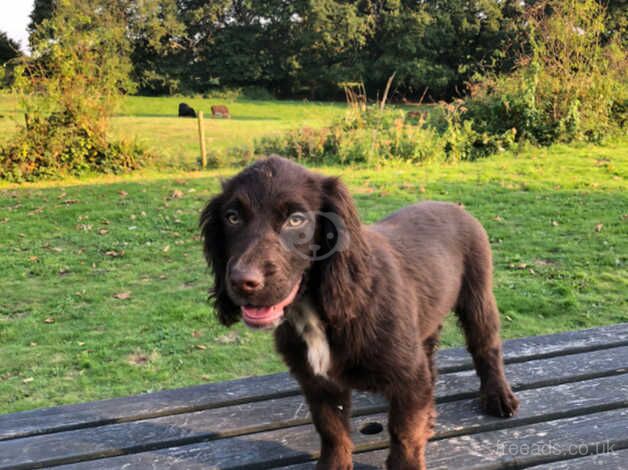 Beautiful cocker boy for sale in Monkton Up Wimborne, Dorset - Image 3