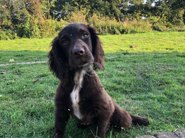 Beautiful cocker boy for sale in Monkton Up Wimborne, Dorset - Image 4