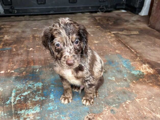 Beautiful cocker pups 4 sale for sale in Newark, Orkney Islands - Image 1