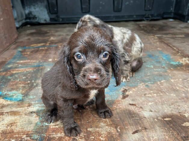 Beautiful cocker pups 4 sale for sale in Newark, Orkney Islands - Image 3