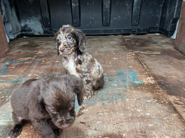 Beautiful cocker pups 4 sale for sale in Newark, Orkney Islands - Image 4