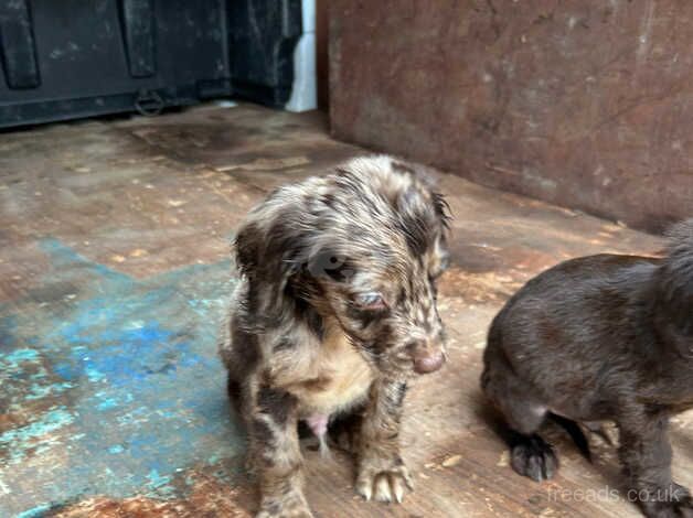 Beautiful cocker pups 4 sale for sale in Newark, Orkney Islands - Image 5