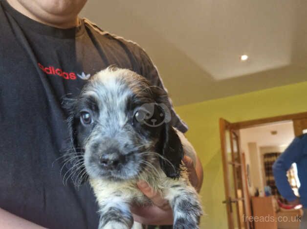 Beautiful Cocker pups for sale in Ballynahinch, Down - Image 1