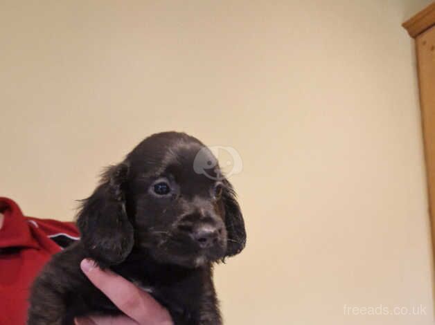 Beautiful Cocker pups for sale in Ballynahinch, Down - Image 2