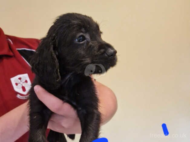 Beautiful Cocker pups for sale in Ballynahinch, Down - Image 3