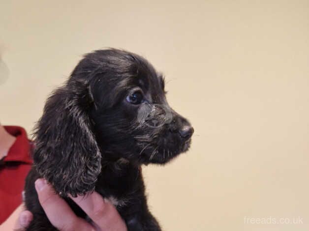 Beautiful Cocker pups for sale in Ballynahinch, Down - Image 4