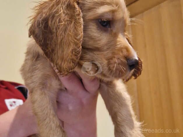 Beautiful Cocker pups for sale in Ballynahinch, Down - Image 5