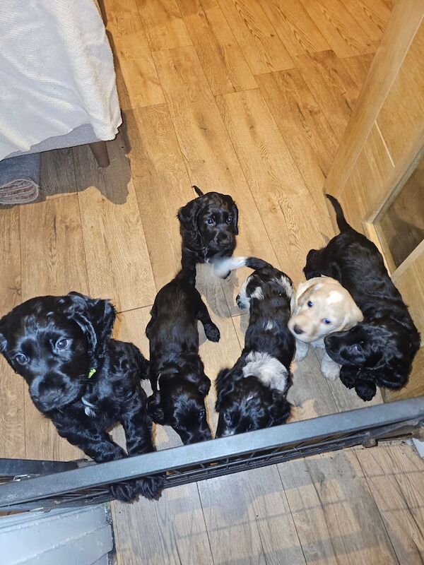 Beautiful Cocker Spaniel boy for sale in Airdrie, North Lanarkshire - Image 3