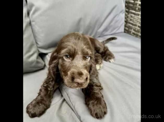 Beautiful cocker spaniel boy for sale in Islington, Islington, Greater London - Image 1