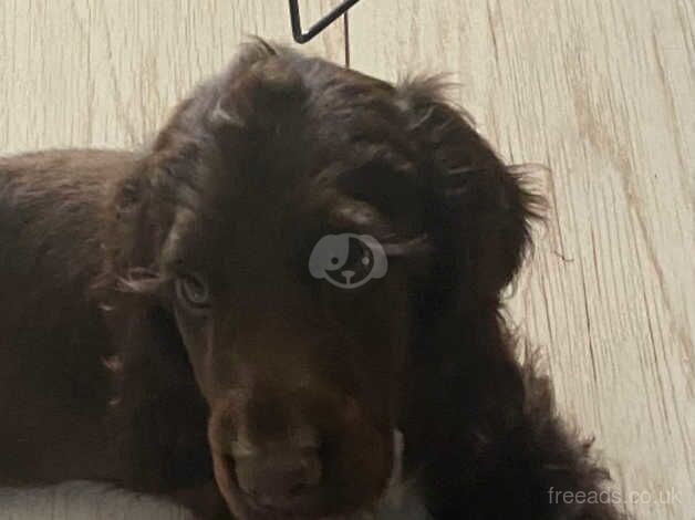 Beautiful cocker spaniel boy for sale in Islington, Islington, Greater London - Image 2