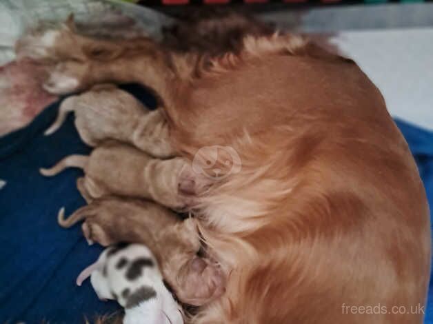 Beautiful cocker spaniel boys for sale in Bradley Stoke, Gloucestershire - Image 1