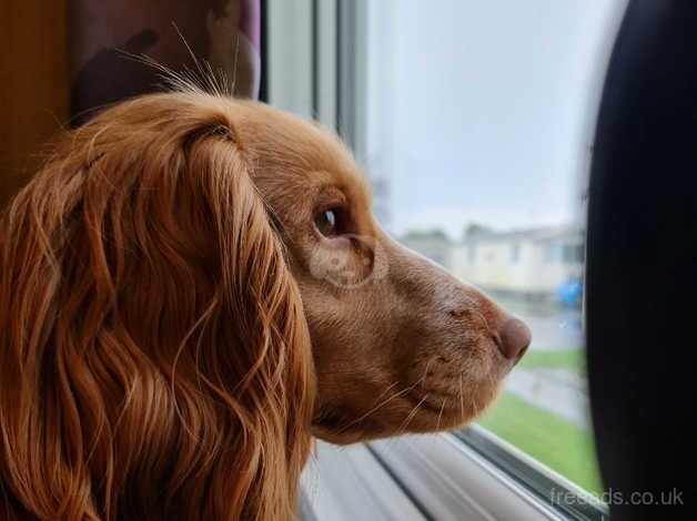 Beautiful cocker spaniel boys for sale in Bradley Stoke, Gloucestershire - Image 3