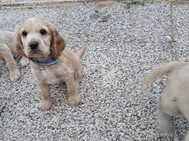 Beautiful cocker spaniel boys for sale in Bradley Stoke, Gloucestershire - Image 4