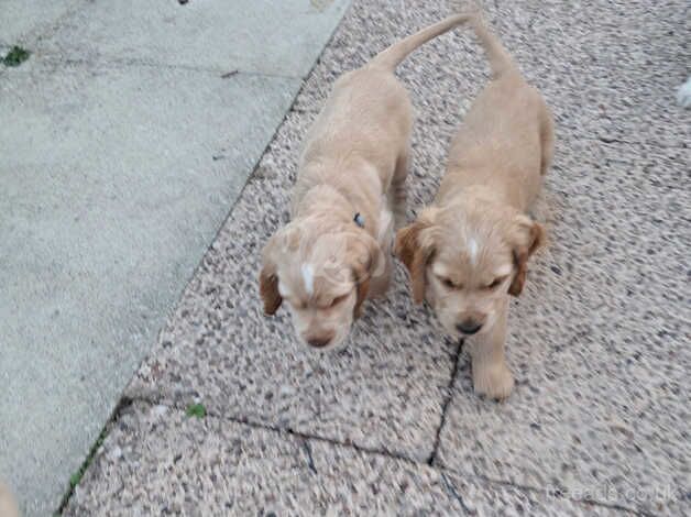 Beautiful cocker spaniel boys for sale in Bradley Stoke, Gloucestershire - Image 5