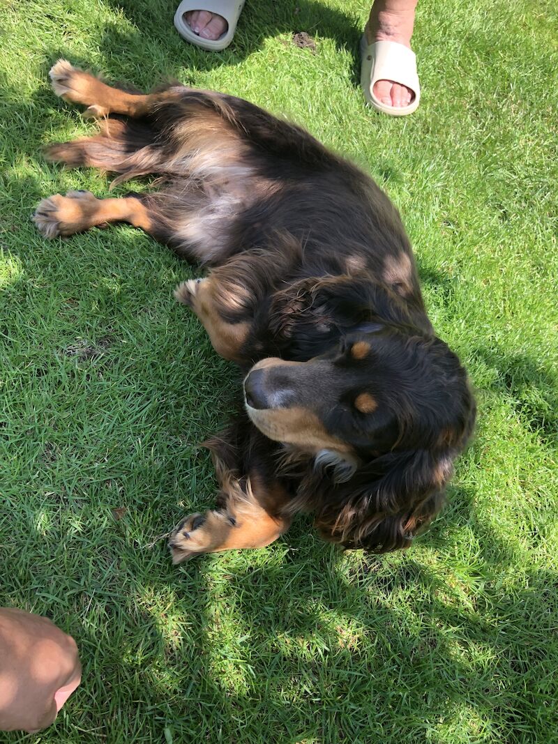 Beautiful cocker spaniel girl for sale in Cambridge, Cambridgeshire