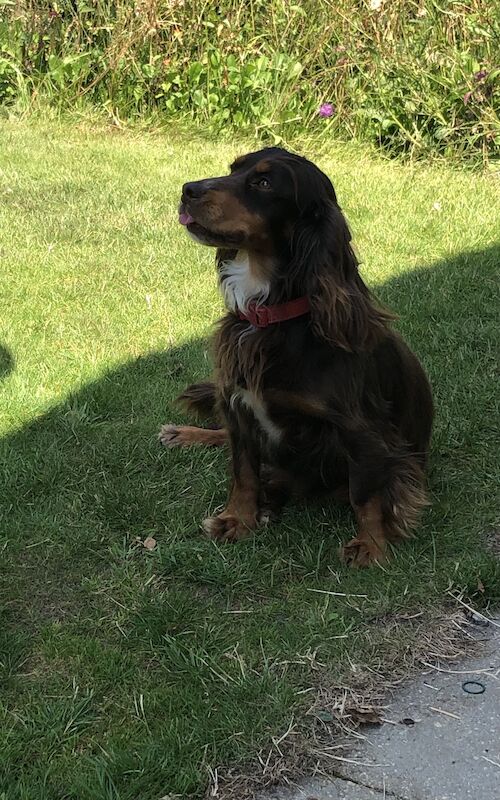 Cocker Spaniels for sale in Cambridge, Cambridgeshire