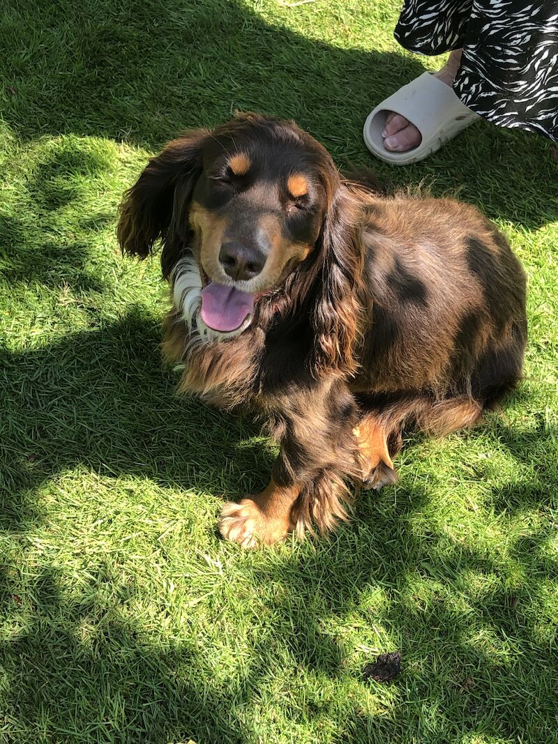 Beautiful cocker spaniel girl for sale in Cambridge, Cambridgeshire - Image 3