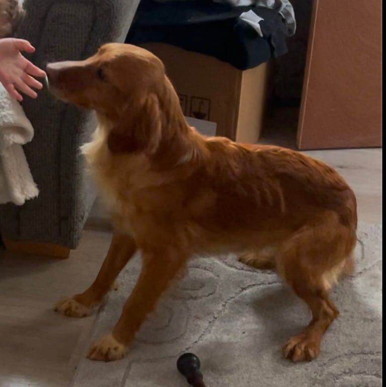 Beautiful cocker spaniel girl. for sale in Faringdon, Oxfordshire - Image 2