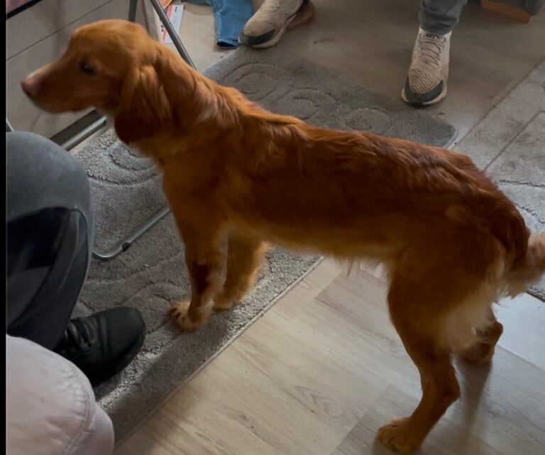 Beautiful cocker spaniel girl. for sale in Faringdon, Oxfordshire - Image 3