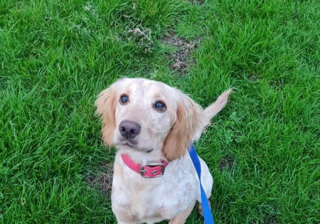 Beautiful cocker spaniel girl for sale in Brighton, East Sussex