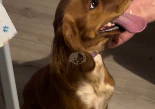 Beautiful cocker spaniel girl for sale in Oxford, Oxfordshire - Image 3