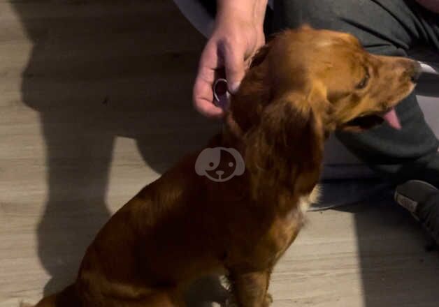 Beautiful cocker spaniel girl for sale in Oxford, Oxfordshire - Image 5