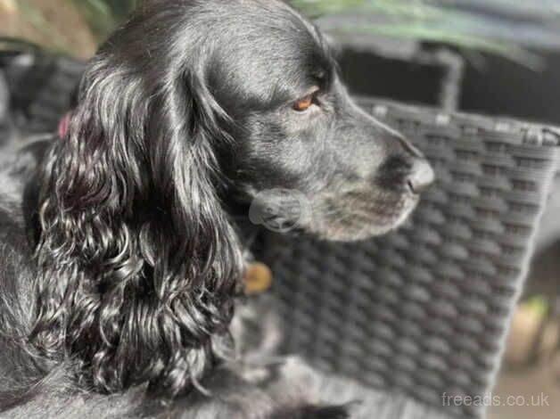 Beautiful cocker spaniel girl looking for a home for sale in Glossop, Derbyshire