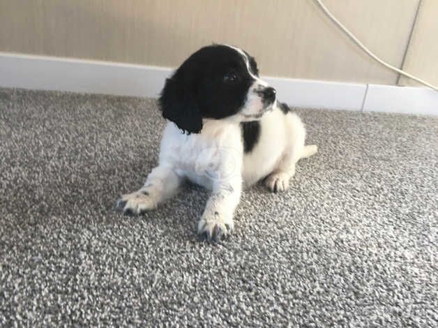 Beautiful cocker spaniel girl puppy for sale in Basildon, Essex