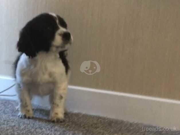 Beautiful cocker spaniel girl puppy for sale in Basildon, Essex - Image 2