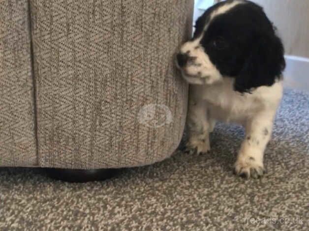 Beautiful cocker spaniel girl puppy for sale in Basildon, Essex - Image 3