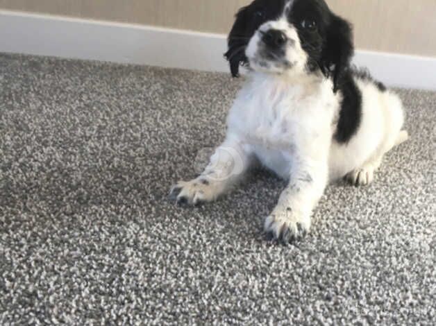 Beautiful cocker spaniel girl puppy for sale in Basildon, Essex - Image 5