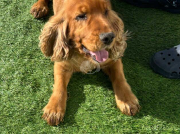 Beautiful cocker spaniel for sale in Bridgwater, Somerset - Image 1