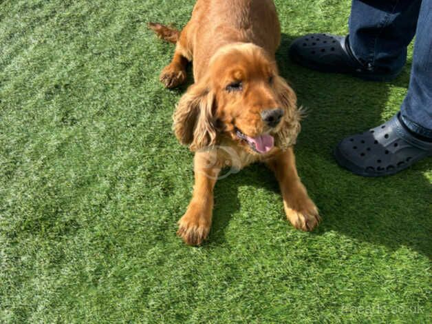 Beautiful cocker spaniel for sale in Bridgwater, Somerset - Image 2